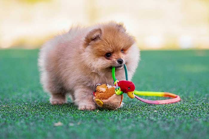 Synthetic turf for a dog park.